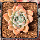 Echeveria 'Sofia' 2" Succulent Plant