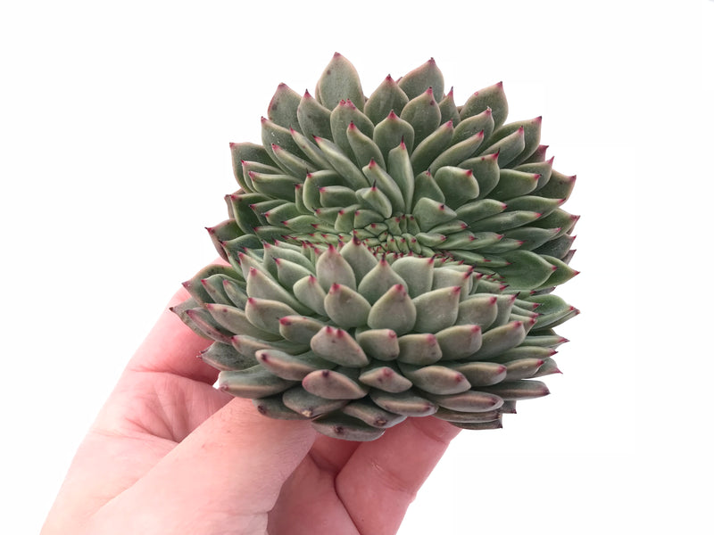 Echeveria ‘Hansel’ Crested 4" Rare Succulent Plant
