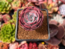 Echeveria 'Muesli' 2" Succulent Plant