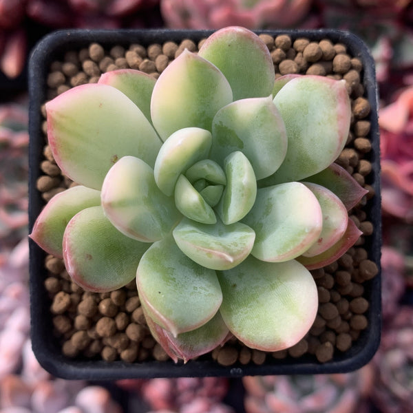 Echeveria 'Pulidonis' Variegated 2" Succulent Plant