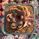 Echeveria 'Violet Cheese' 2" Succulent Plant