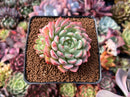 Echeveria 'Aaron' 2" Cluster Succulent Plant