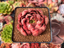 Echeveria 'Wacom' 2"-3" Succulent Plant