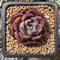 Echeveria 'Monica Drop' New Hybrid 1" Succulent Plant
