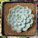 Echeveria 'Mexican Snowball' 2"-3" Succulent Plant