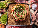 Echeveria Agavoides 'Salu' 3" Succulent Plant