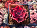Echeveria 'Golden State' Variegated 2" Succulent Plant