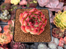 Echeveria Agavoides 'Rose Garnet' 2"-3" Succulent Plant