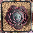 Echeveria 'Muesli' 3" Succulent Plant