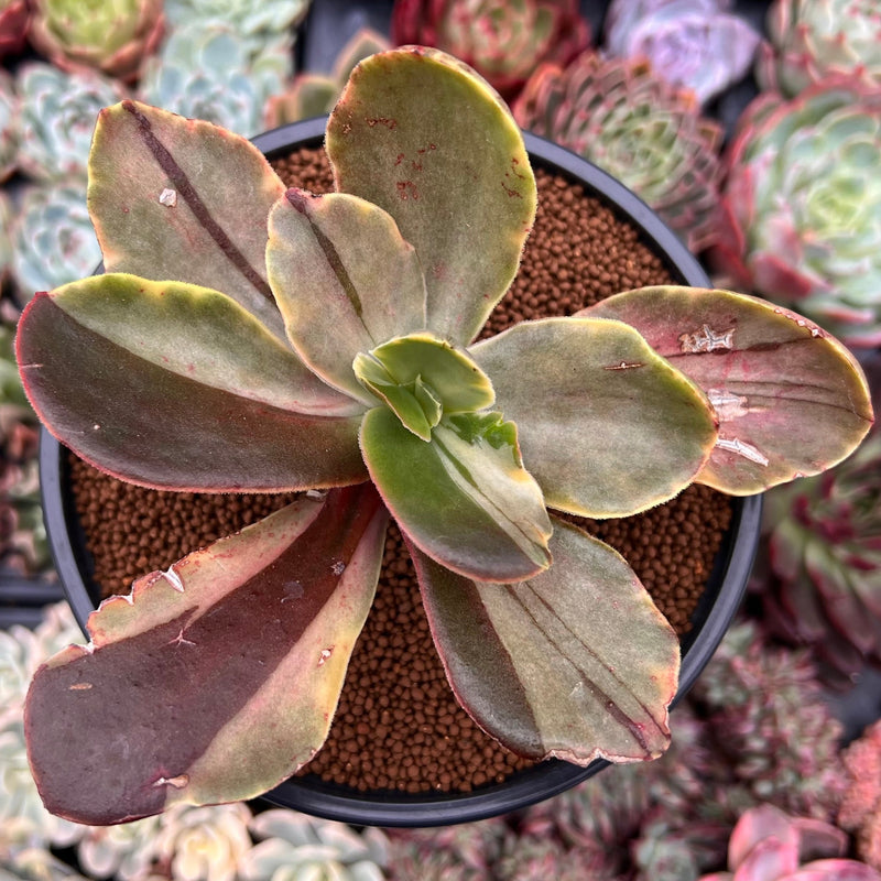variegated leaf succulent Echeveria 'Fimbriata' Variegated AKA 'Fasciculata' 4