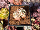Echeveria 'Elsa' 1" Cluster Succulent Plant
