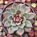 Echeveria 'German Champaign' 4" Succulent Plant