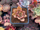 Echeveria 'Yellow Champaign' 1" Succulent Plant