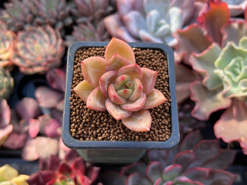yellow and pink succulent Echeveria 'Yellow Champaign' 1" Succulent Plant – True Succulents Plant Co
