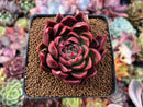 Echeveria Agavoides 'Pluto' 2" Succulent Plant