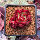 Echeveria Agavoides 'Luming' 1" Succulent Plant