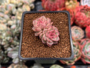 Echeveria 'Vanilla Brick' 1" Cluster New Hybrid Succulent Plant