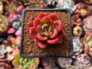 Echeveria Agavoides 'Chapote' 1" Succulent Plant