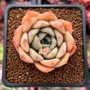 Echeveria 'Gemini' 2" Succulent Plant