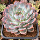 Echeveria 'Orange Monroe' 4"-5" Extra Large Succulent Plant