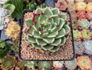 Echeveria Agavoides 'Sarabony' 3"-4" Selected Clone Succulent Plant