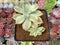 Graptopetalum 'Paraguayense' Variegated 2" Succulent Plant