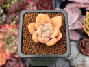 Echeveria 'Pink Dot' 1" Small New Hybrid Succulent Plant