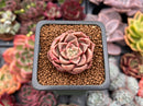 Echeveria 'Ziplet' 1" Succulent Plant