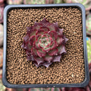 Echeveria 'Shani' 1" Succulent Plant