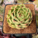 Echeveria Agavoides 'Moonstone' 3" Succulent Plant