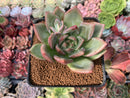 Echeveria 'White Champaign' 3" Succulent Plant