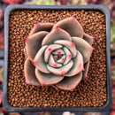 Echeveria Agavoides 'Jade Star' 1" Succulent Plant