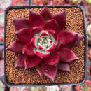 Echeveria Agavoides 'Jessie' 3" Succulent Plant