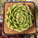 Echeveria Agavoides 'Moonstone' 3" Succulent Plant