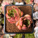 Echeveria Agavoides 'Padma' 2" Cluster Succulent Plant