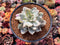 Graptoveria 'Harry Watson' Mutated 4" Succulent Plant