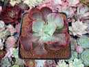 Echeveria Frill sp. Variegated 2" Succulent Plant