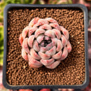 Echeveria 'Panda' 1" Succulent Plant