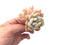 Echeveria 'Hosikage’ Double Head 3” Succulent Plant