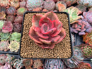 Echeveria 'Golden State' Variegated 2"-3" Succulent Plant
