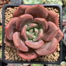 Echeveria Agavoides 'Baekya' 2" Succulent Plant