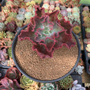 Echeveria 'Dick's Pink' 5" Large Succulent Plant