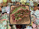 Echeveria 'Ruth Bancroft' Crested Cluster 3" Succulent Plant