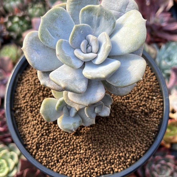 tiramisu succulent Echeveria 'Tiramisu' 2" Succulent Plant – True Succulents Plant Co