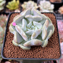 Echeveria 'Heart Angel' 2" Succulent Plant