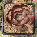Echeveria 'Monchouchou' 2" Succulent Plant