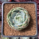 Echeveria 'Blue Dolphin' 1" New Hybrid Succulent Plant