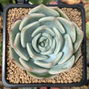 Echeveria 'Steel Heart' 2" Succulent Plant