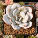 Echeveria Laui 2" Powdery Succulent Plant