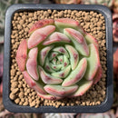 Echeveria 'Black Panther' 2" Succulent Plant